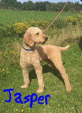 green acres goldendoodle kennels