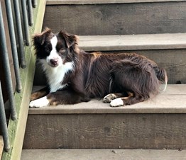 Toy Aussies, Gunslinger Mini and Toy Aussies