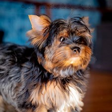 Jeff s Yorkies Boutique Dog Breeders Philadelphia PA Sulekha