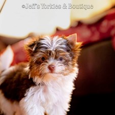 Jeff s Yorkies Boutique Dog Breeders Philadelphia PA Sulekha