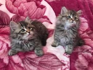 Buy Sell Cats In Al Ruwais Sulekha Abu Dhabi