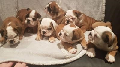 Buy Sell Dogs In Abu Dhabi Al Mina Sulekha Abu Dhabi