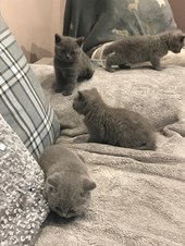 34 Top Photos British Shorthair Kittens For Sale / British Shorthair Kitten For Sale Archives Home Pets Store