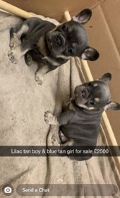 57 Top Photos French Bulldog Puppies Rescue Illinois / French Bulldog For Adoption Tel Aviv