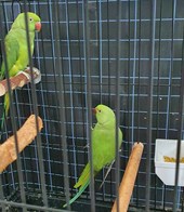 indian ringneck parrot for sale in uae