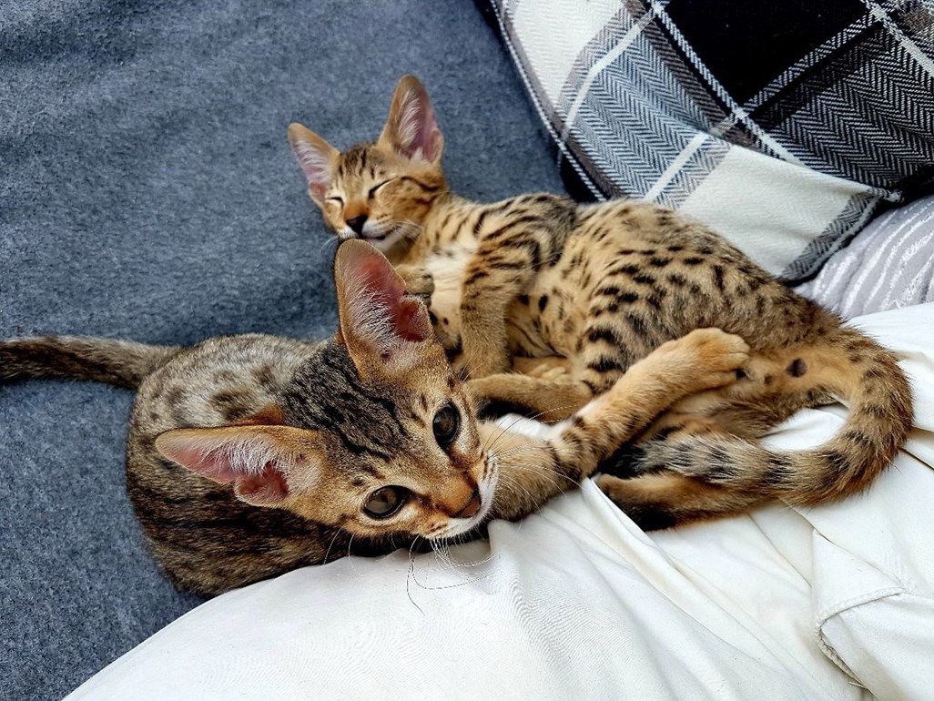 Cute Savannah Kittens  For Sale in Abu  Dhabi Abu  Dhabi 