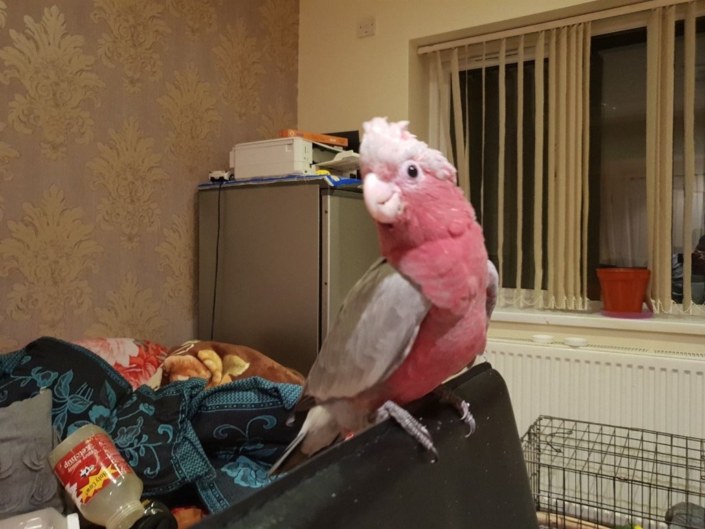 baby galah cockatoo