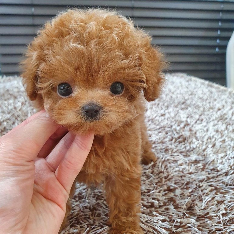Toy Poodle Puppies For Sale in Dubai Healthcare
