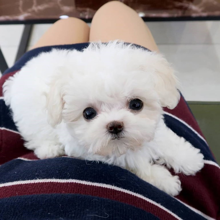 Stunning Teacup Maltese Puppies Available For Sale in