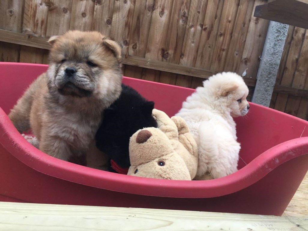 Pure Breed Chow Chow Puppies Available For Free Adoption