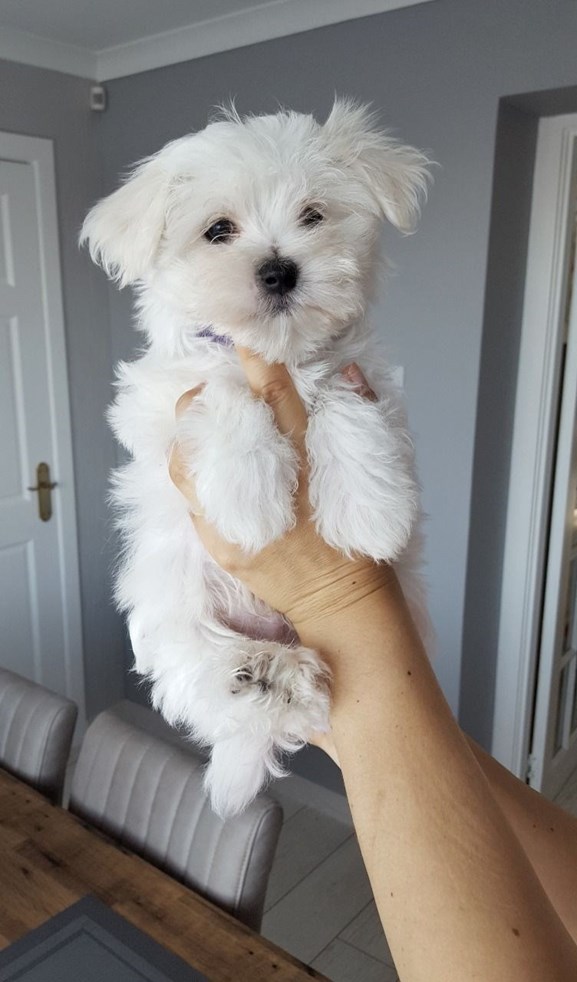 White Teacup Maltese Puppies Ready Today in Dubai City, Dogs